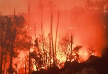 Foto: Incendios forestales avanzan en el oeste de EEUU y cubre Los Ángeles de humo/TN8