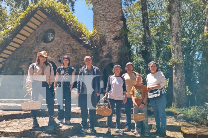 Foto: Hongos de Nicaragua en una caminata con un grupo de turistas por la zona de Lindau en Selva Negra, Matagalpa/TN8