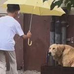 Foto: niño se vuelve viral por colocar una sombrilla sobre un perro/Cortesía