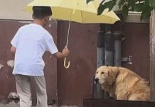 Foto: niño se vuelve viral por colocar una sombrilla sobre un perro/Cortesía