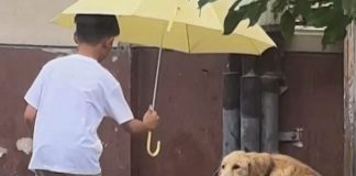 Foto: niño se vuelve viral por colocar una sombrilla sobre un perro/Cortesía