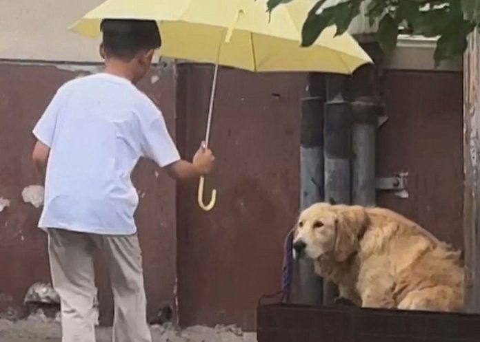 Foto: niño se vuelve viral por colocar una sombrilla sobre un perro/Cortesía