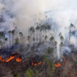 Foto: Incendio forestal arrasa en Argentina /cortesía