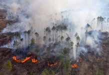 Foto: Incendio forestal arrasa en Argentina /cortesía