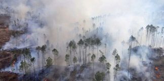 Foto: Incendio forestal arrasa en Argentina /cortesía