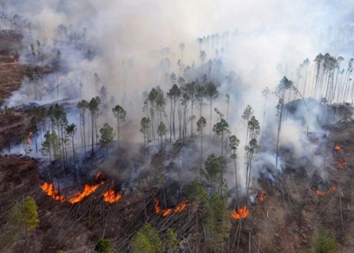 Foto: Incendio forestal arrasa en Argentina /cortesía