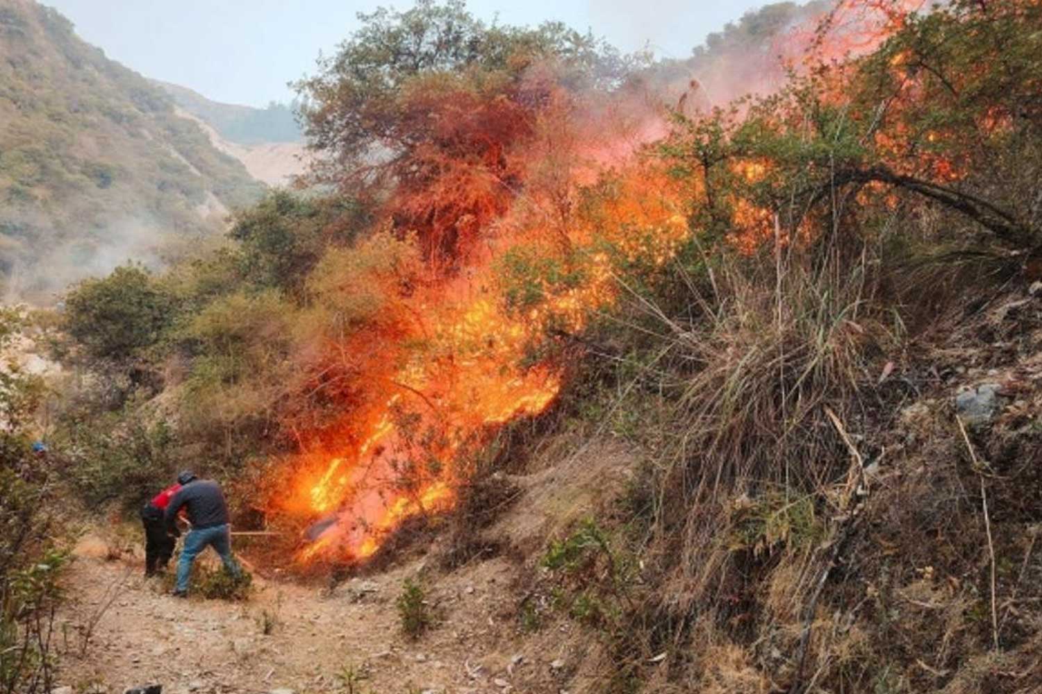 Foto: Perú declara estado de emergencia por incendios forestales en la Amazonía / Cortesía