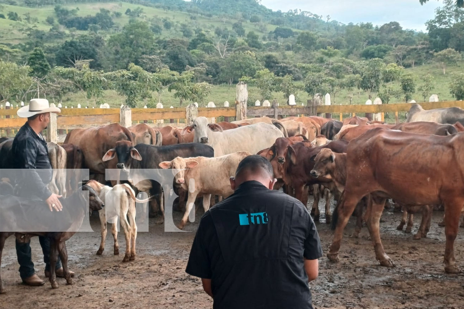 Foto: Innovador alimento revoluciona la ganadería en El Rama /TN8