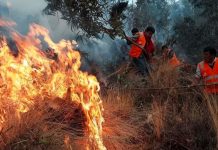 Foto: Perú sufre 18 pérdidas humanas tras incendios forestales / Cortesía