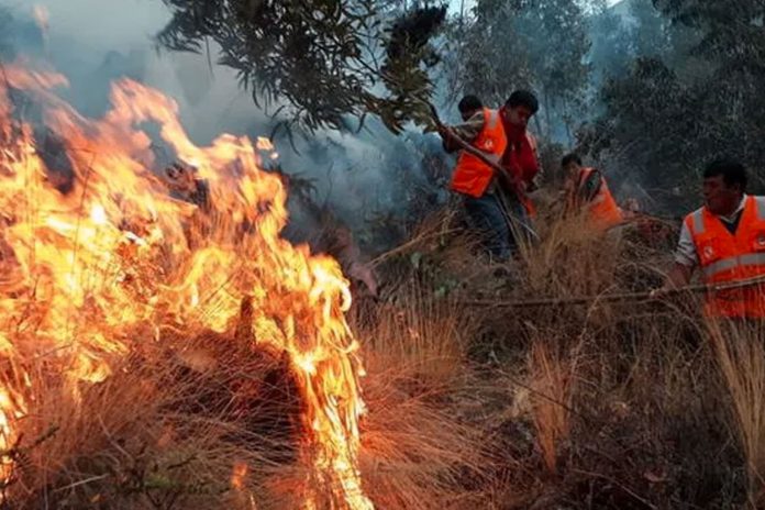 Foto: Perú sufre 18 pérdidas humanas tras incendios forestales / Cortesía