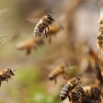 Foto: Hombre muere tras ataque de abejas africanizadas en Río Blanco/TN8