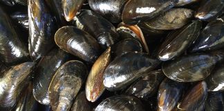 Foto: Análisis realizado a mejillones procedentes de España/Cortesía