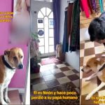 Foto: El emotivo reencuentro de un perrito /cortesía