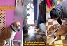 Foto: El emotivo reencuentro de un perrito /cortesía