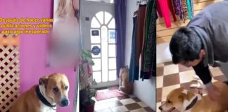 Foto: El emotivo reencuentro de un perrito /cortesía