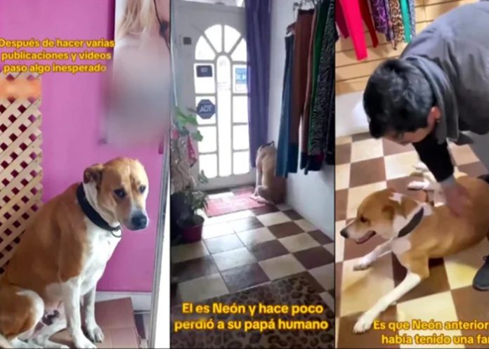 Foto: El emotivo reencuentro de un perrito /cortesía