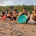 Autoridades del MARENA y el Ejército de Nicaragua realizaron la liberación de 1,032 tortuguillos de la especie Paslama en Chacocente