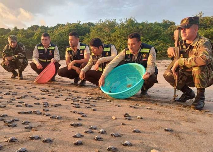 Autoridades del MARENA y el Ejército de Nicaragua realizaron la liberación de 1,032 tortuguillos de la especie Paslama en Chacocente