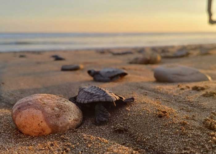 Autoridades del MARENA y el Ejército de Nicaragua realizaron la liberación de 1,032 tortuguillos de la especie Paslama en Chacocente