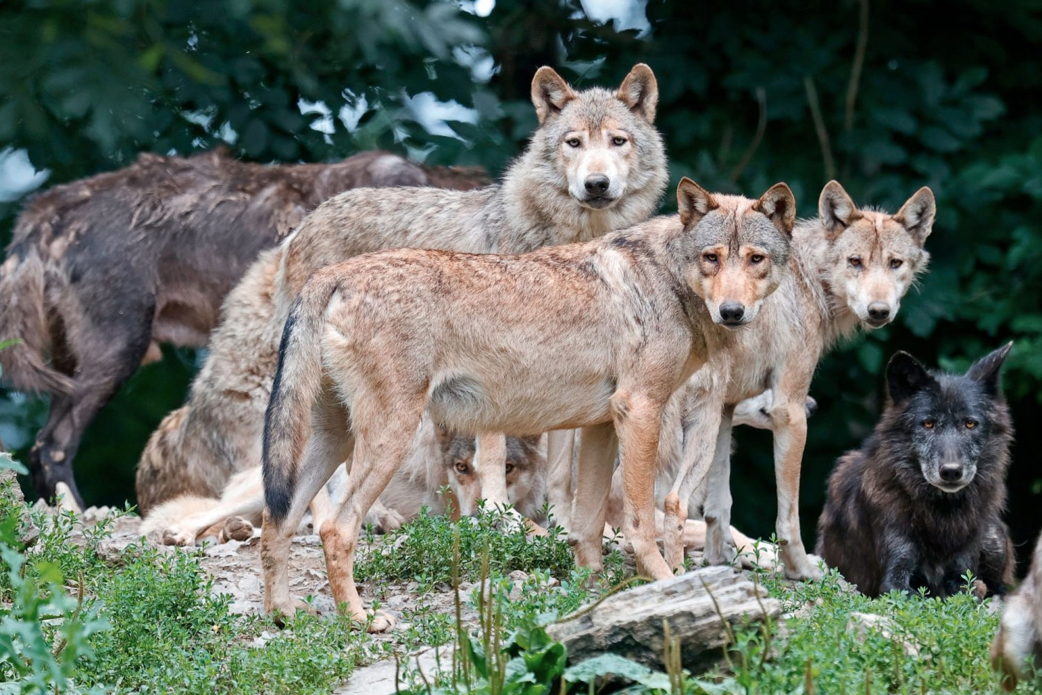 Foto: Lobos atacan y 'secuestran' a niños de India /Cortesía