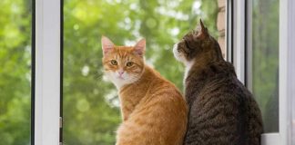 Foto: Rumor sobre mujer haitiana comiendo gatos desata polémica en Ohio