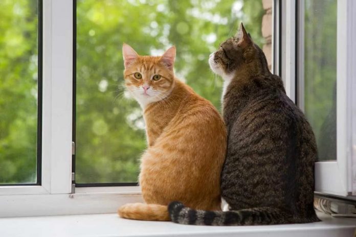 Foto: Rumor sobre mujer haitiana comiendo gatos desata polémica en Ohio