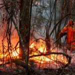 Foto: Brasil enfrenta miles de incendios en medio de la peor sequía histórica