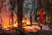 Foto: Brasil enfrenta miles de incendios en medio de la peor sequía histórica