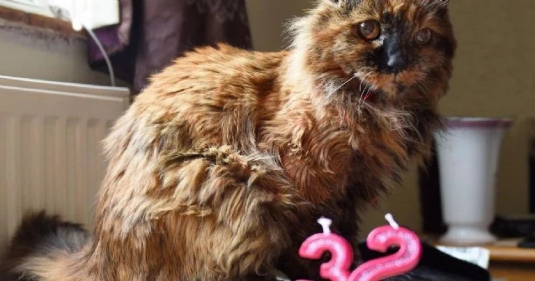 Foto: Rosie, la gata de 33 años, fallece en Inglaterra