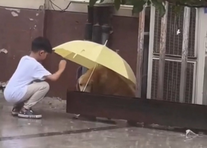 Foto: niño se vuelve viral por colocar una sombrilla sobre un perro/Cortesía