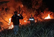 Foto: Perú declara estado de emergencia por incendios forestales en la Amazonía / Cortesía