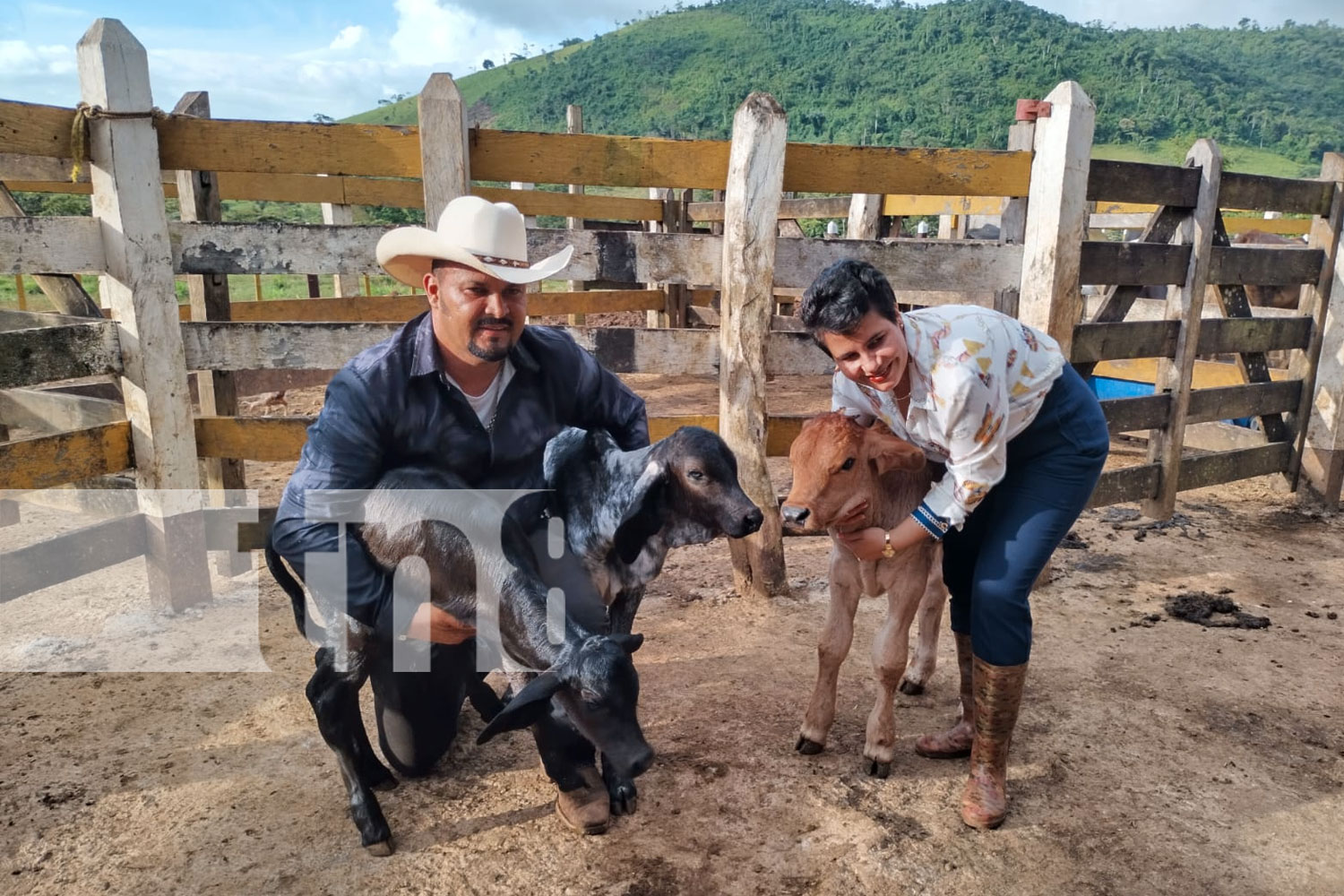 Foto: Innovador alimento revoluciona la ganadería en El Rama /TN8