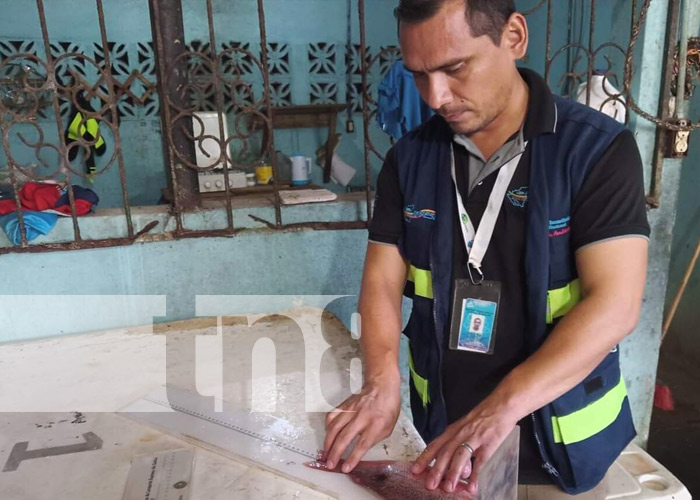 Foto: INPESCA, realiza monitoreo de productos pesqueros en centros de acopios y comercializadoras/ TN8