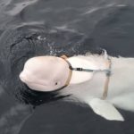 Foto: Hvaldimir, la famosa ballena blanca, encontrada muerta en la costa suroeste de Noruega