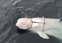 Foto: Hvaldimir, la famosa ballena blanca, encontrada muerta en la costa suroeste de Noruega