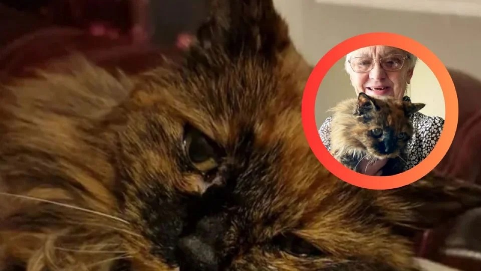 Foto: Rosie, la gata de 33 años, fallece en Inglaterra