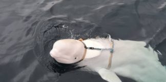 Foto: Hvaldimir, la famosa ballena blanca, encontrada muerta en la costa suroeste de Noruega