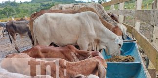 Foto: Innovador alimento revoluciona la ganadería en El Rama /TN8