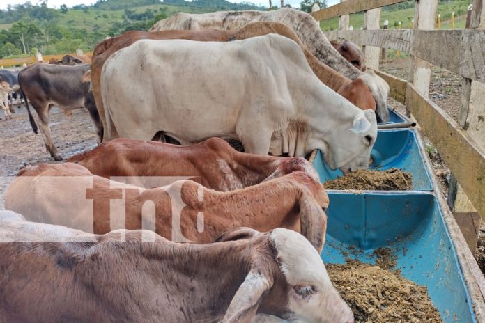 Foto: Innovador alimento revoluciona la ganadería en El Rama /TN8