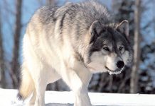 Foto: Lobos atacan y 'secuestran' a niños de India /Cortesía