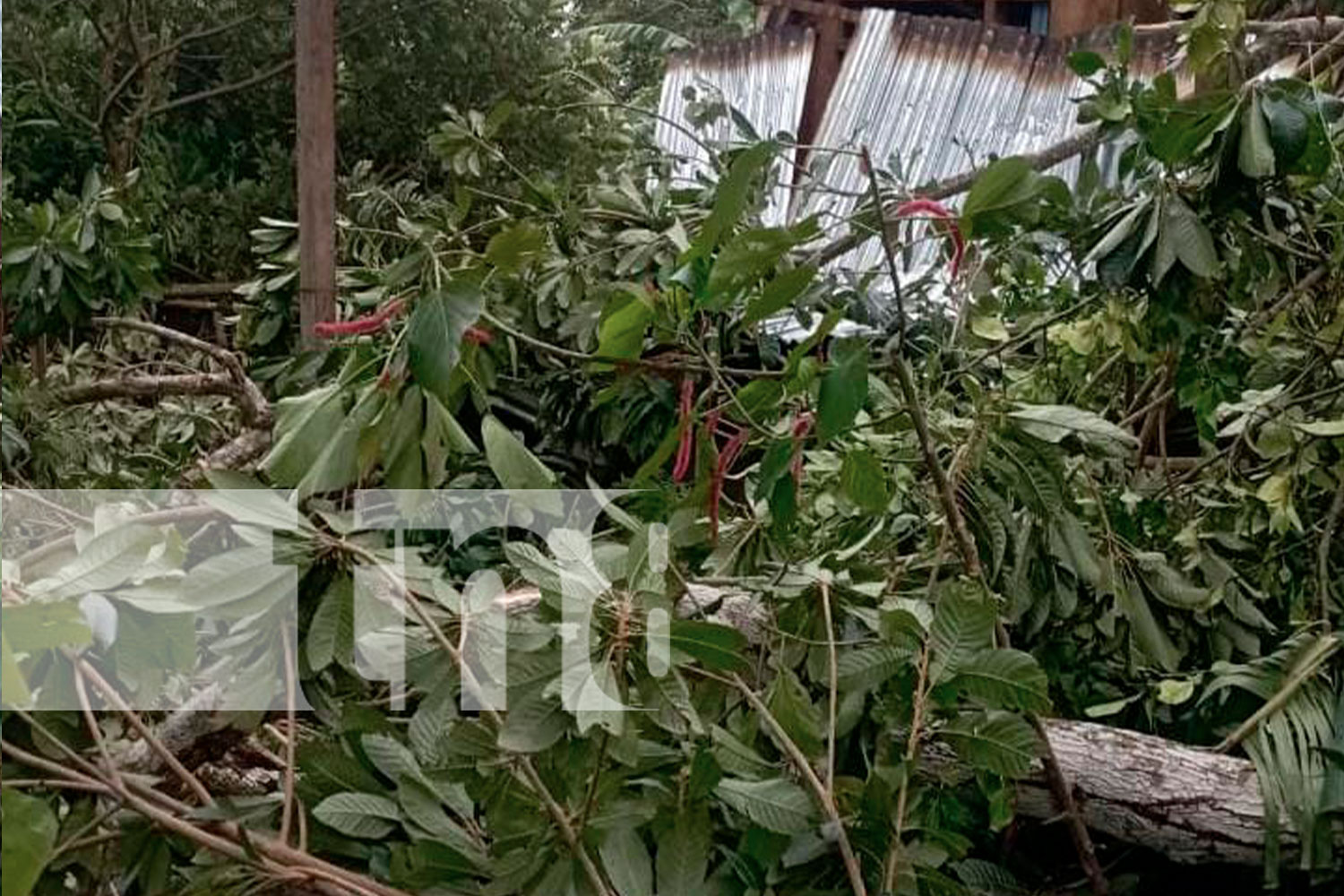 Foto: Familia se salva de morir en la Isla de Ometepe /TN8