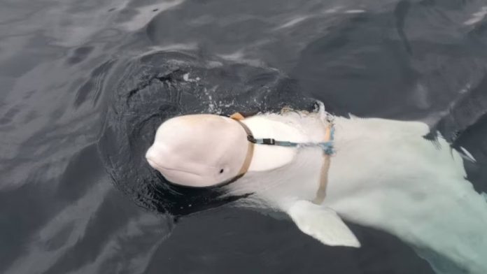 Foto: Hvaldimir, la famosa ballena blanca, encontrada muerta en la costa suroeste de Noruega