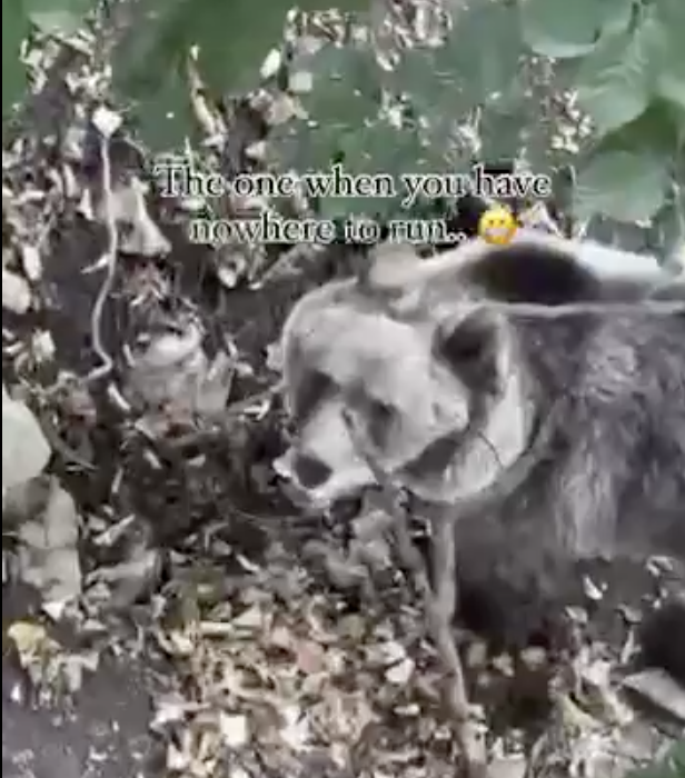 Foto: Janković subido en un árbol mientras dos osos caminan al nivel del suelo/ Cortesía