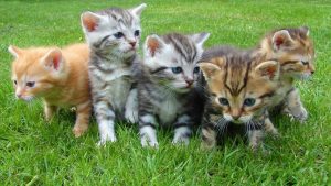 Foto: Rumor sobre mujer haitiana comiendo gatos desata polémica en Ohio