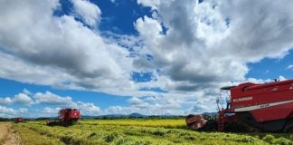 Foto: Trágico accidente con un camión agrícola en San Lorenzo, Boaco / TN8