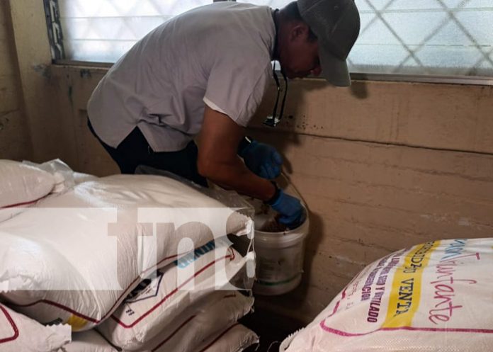 Foto: Campaña de desratización en Managua / TN8