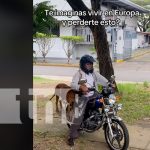 Foto: "Chavalo", perro viral del TikTok en Nicaragua