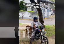 Foto: "Chavalo", perro viral del TikTok en Nicaragua