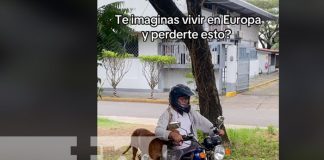 Foto: "Chavalo", perro viral del TikTok en Nicaragua