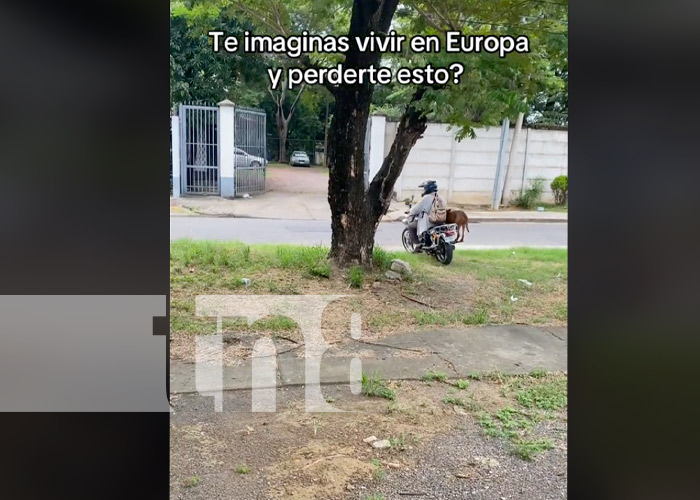 Foto: "Chavalo", perro viral del TikTok en Nicaragua